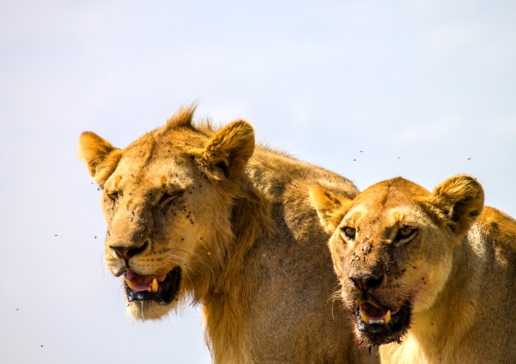 A pair of lions in Serengeti National Park