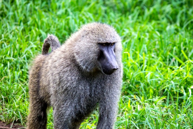 baboon ngorongoro crater