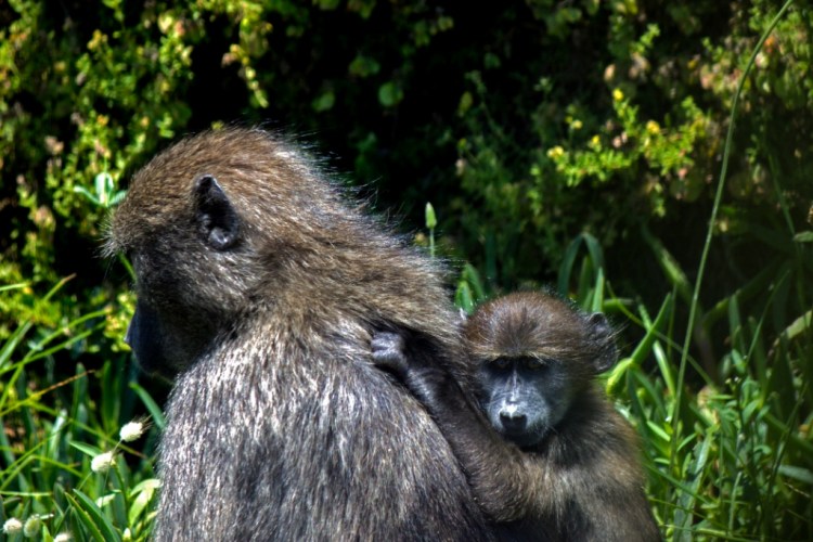 Baboons at the Cape of Good Hope