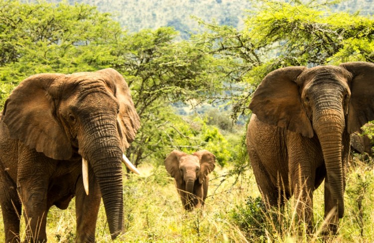 Baby Elephant at Akagera National Park Rwanda
