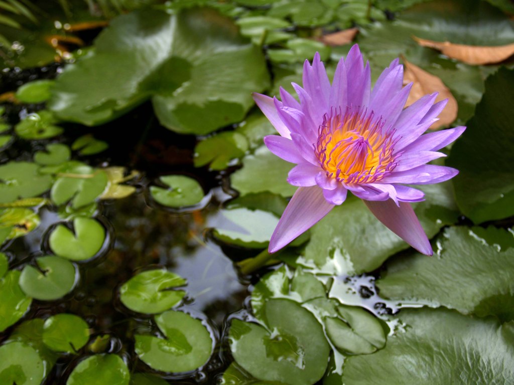 Flower in Lily Pond