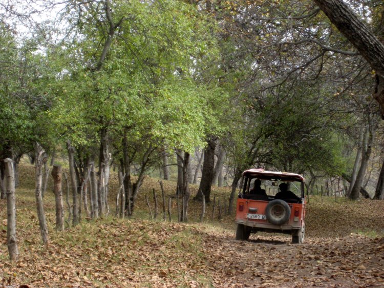 Car in Arslanbob forest Kyrgyzstan