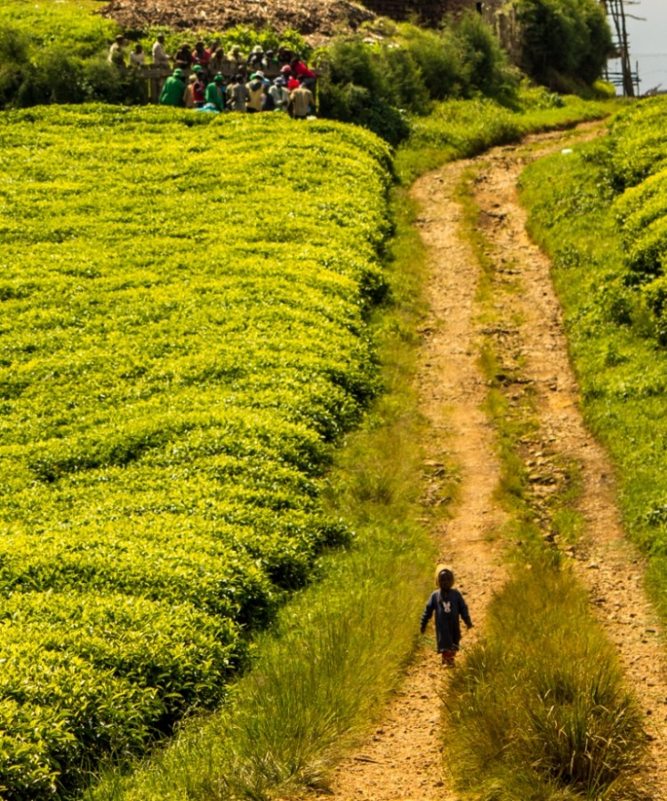 child walking in the nyungwe tea fields