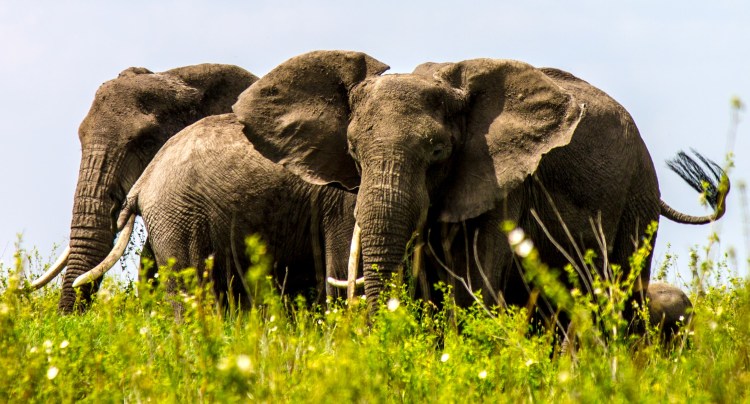 Elephant Herd in Serengeti_