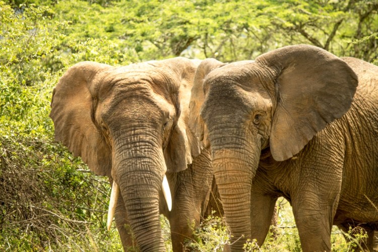 Elephants in Akagera National Park Rwanda