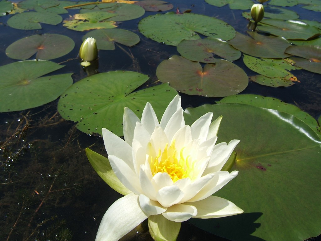 Flower in Northern Michigan