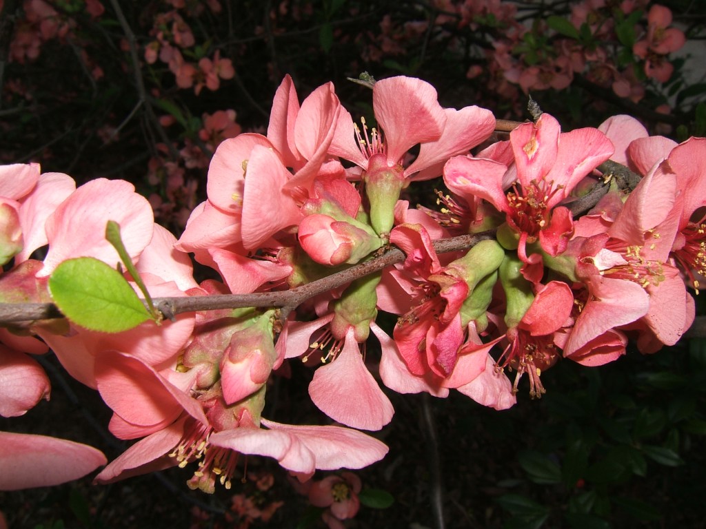 Flowering Plant in Maryland
