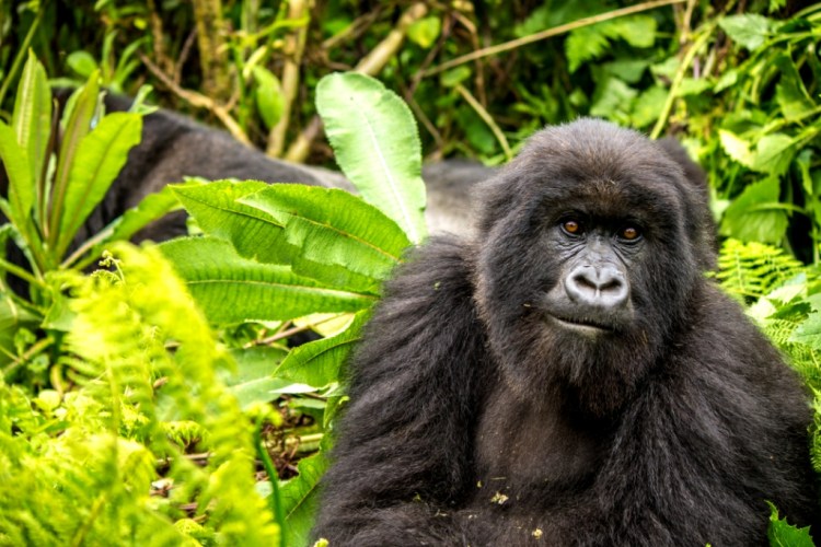 Gorilla in Volcanoes National Park Rwanda