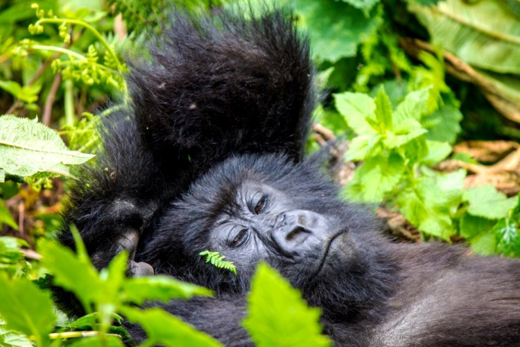 Gorilla Relaxing in Volcanoes National Park Rwanda