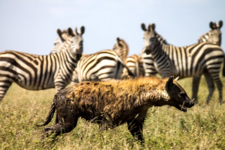 Hyena in front of Zebras Serengeti National Park