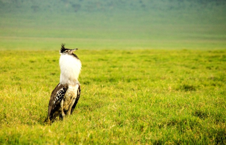 Kori Bustard in ngorongoro crater