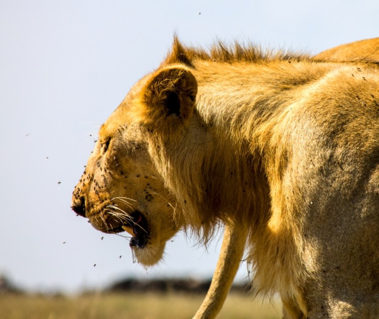 Lions in Serengeti National Park