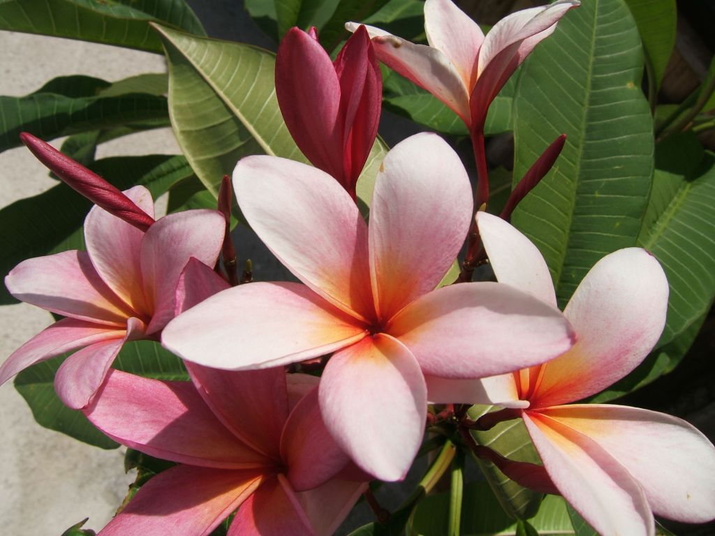 mexico holbox Flower