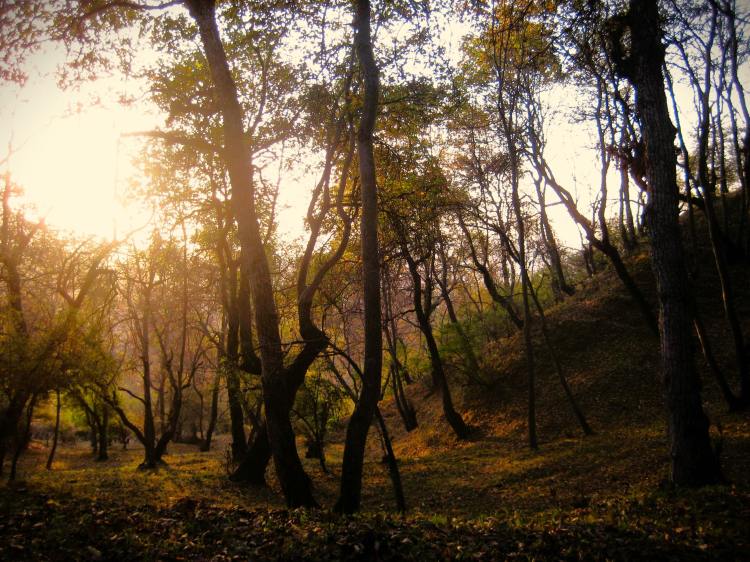 Morning in Walnut Forest Arslanbob Kyrgyzstan_