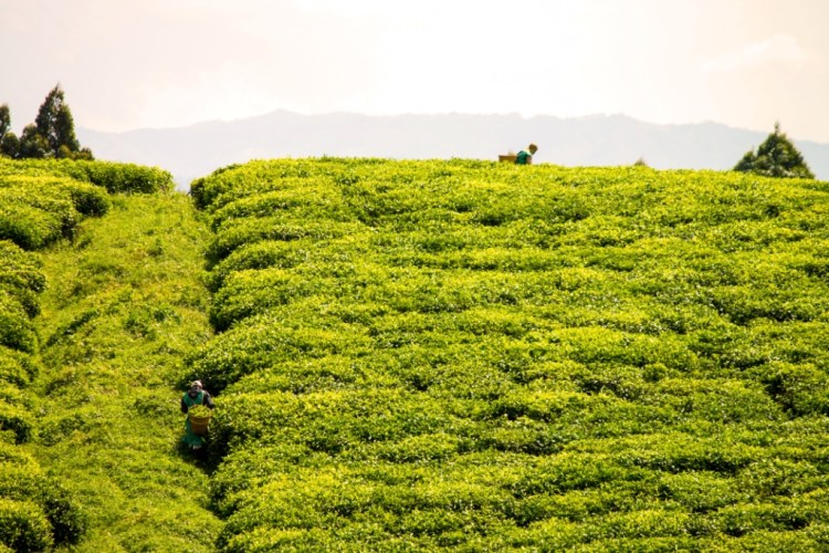 nyungwe tea fields