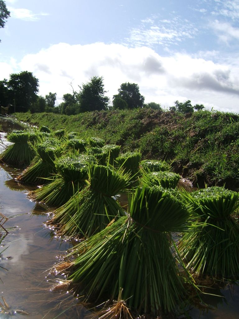 rice patty don det Laos