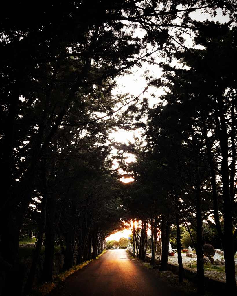 Rows of trees framing a sunset in Lebanon_