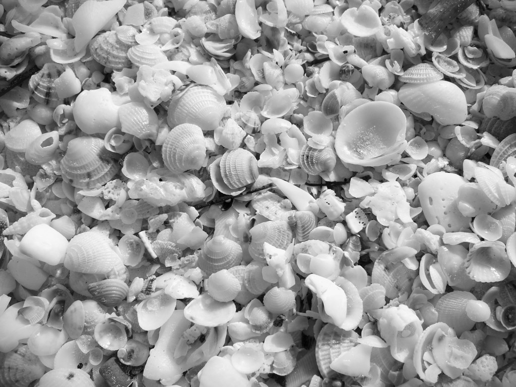 seashells on a Mexican beach