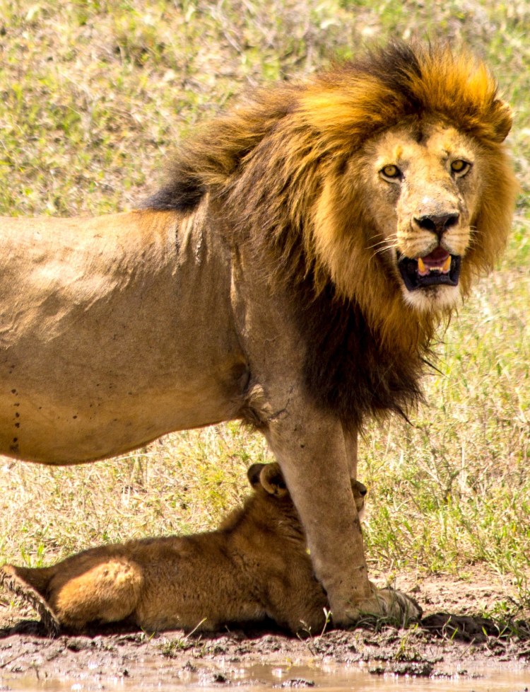 Serengeti Lion with cub in Serengeti_