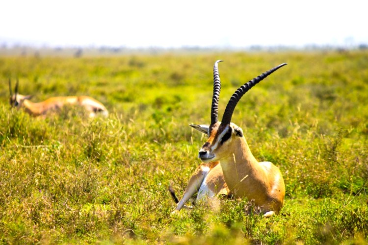 thomsons gazelle serengeti national park