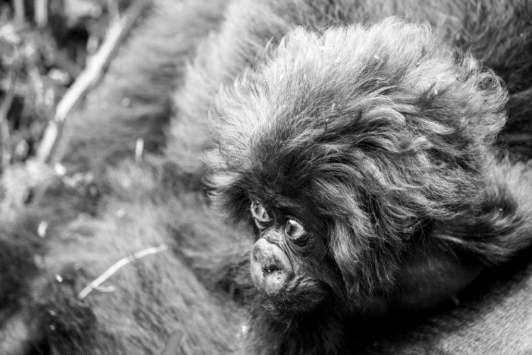 Volcanoes National Park Rwanda Baby Gorilla