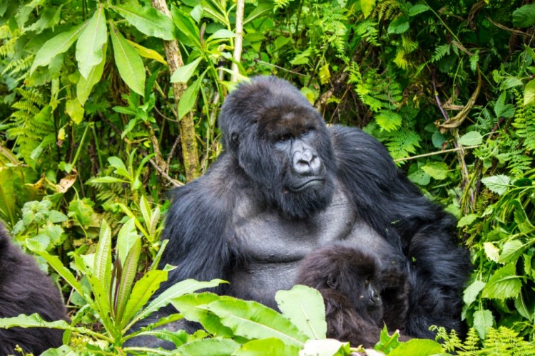 Volcanoes National Park Rwanda Silverback Gorilla
