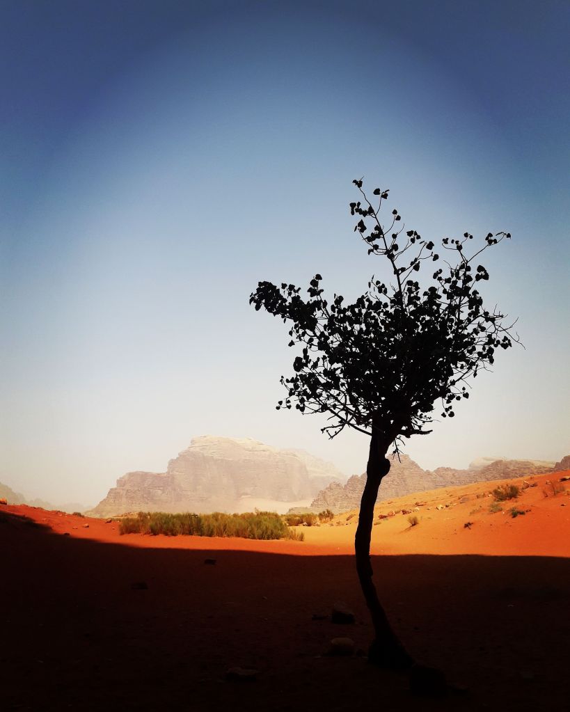 Wadi Rum Jordan Tree in the shadows