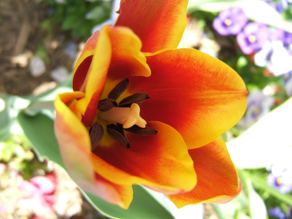 Washington DC flower