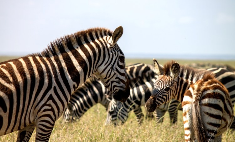 Zebras in Serengeti National Park
